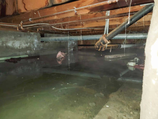 Best Basement water damage restoration  in Fruit Cove, FL